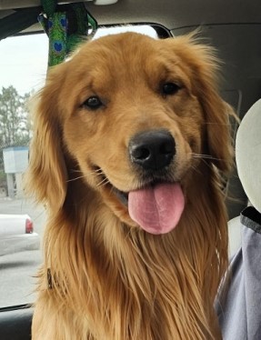 Dog picture