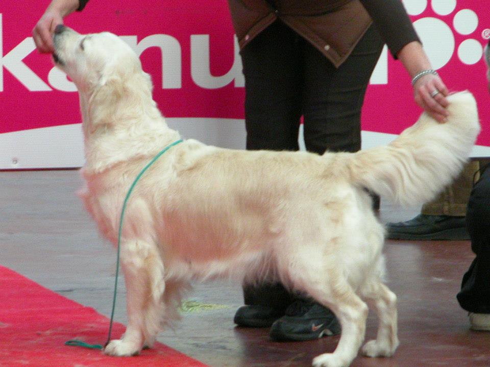 Dog picture