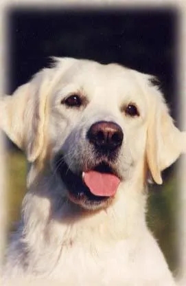 Dog picture