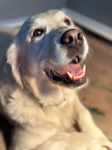 Dog picture