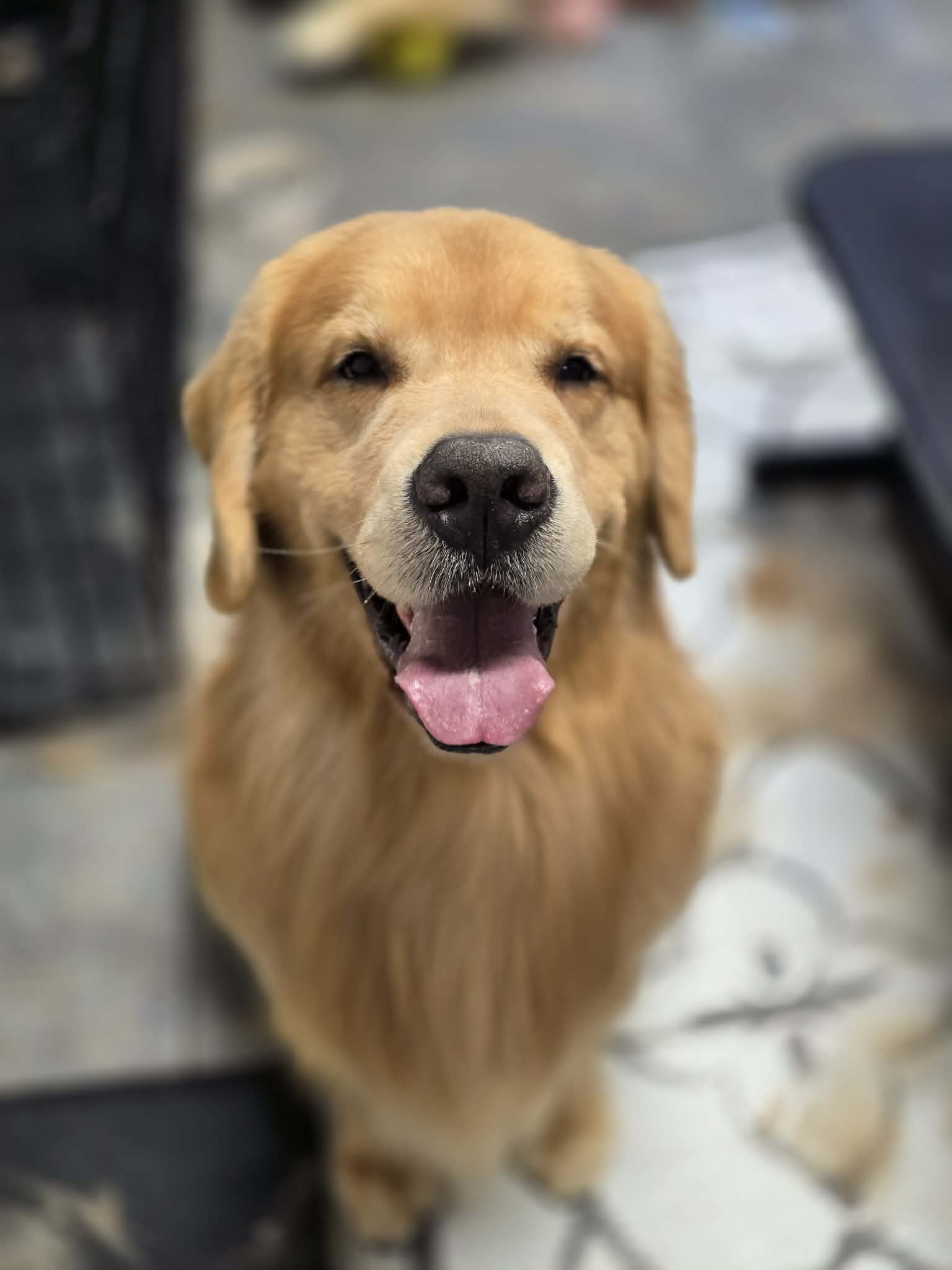 Dog picture