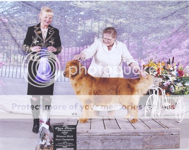 Dog picture