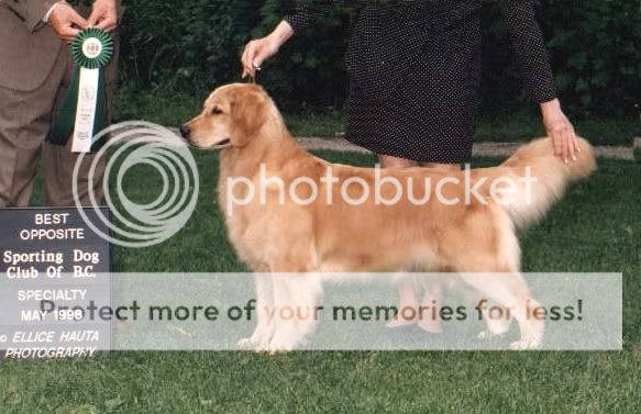 Dog picture
