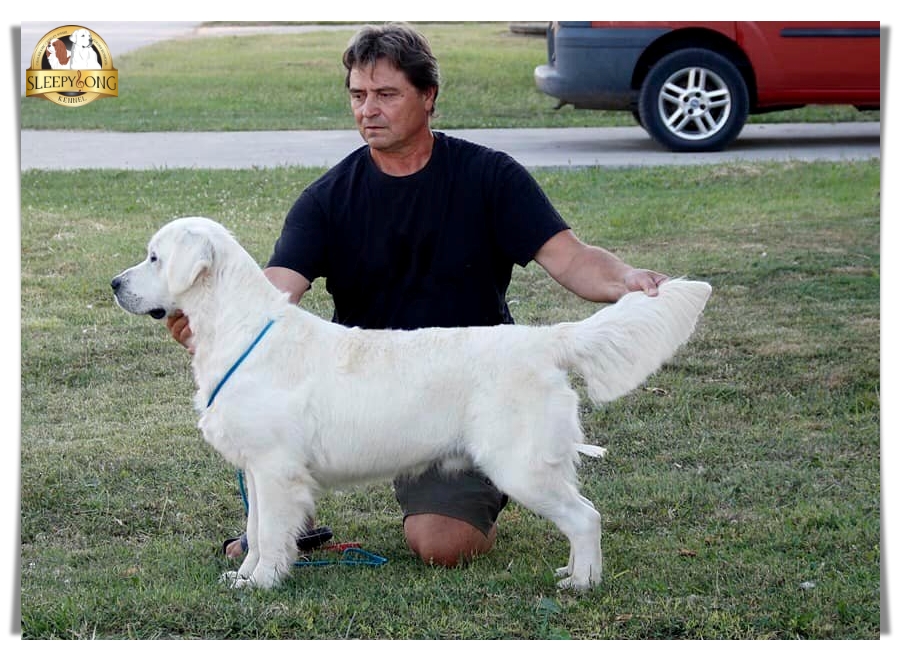 Dog picture