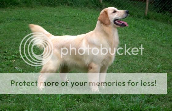 Dog picture