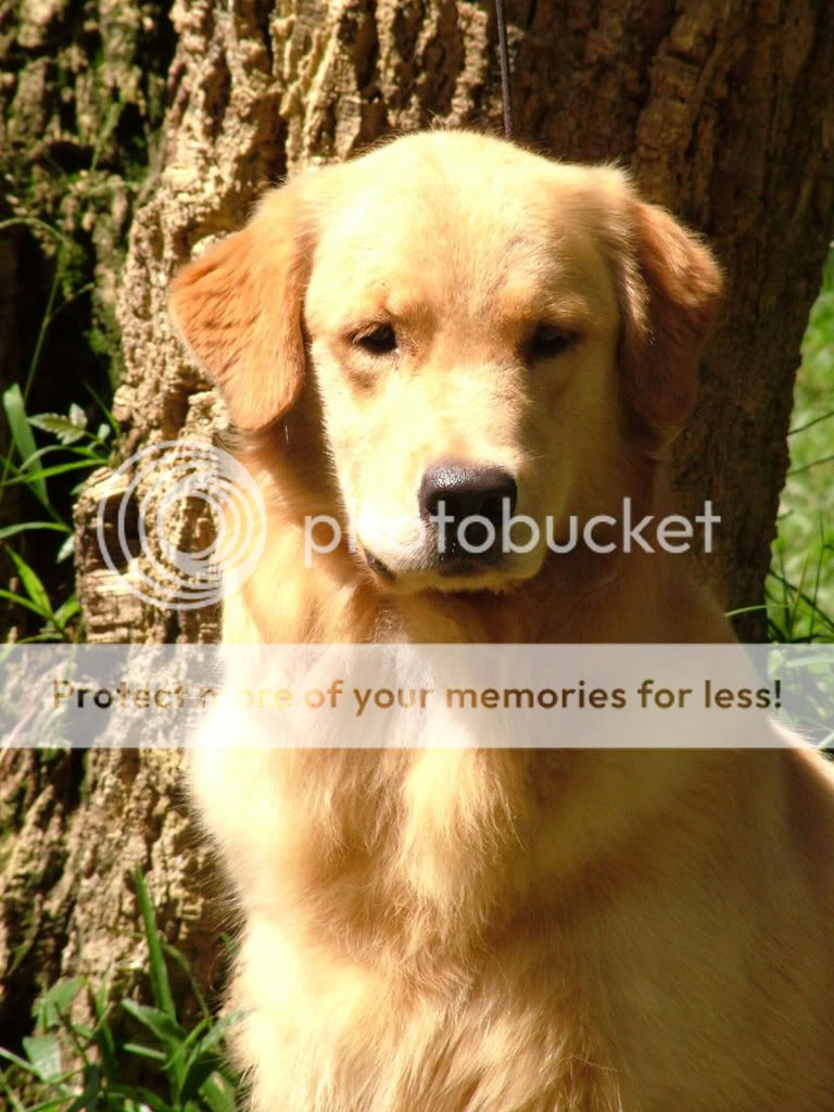Dog picture