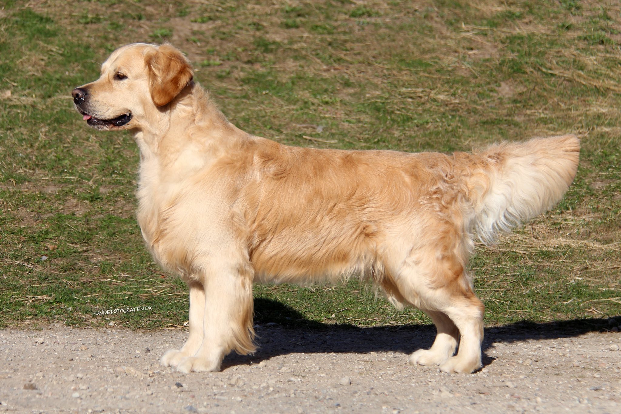 Dog picture