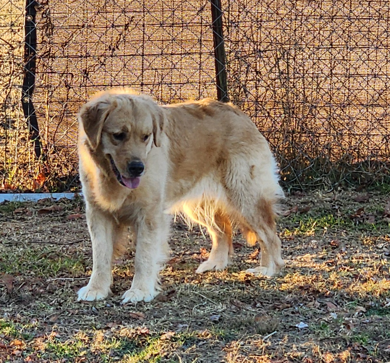 Dog picture