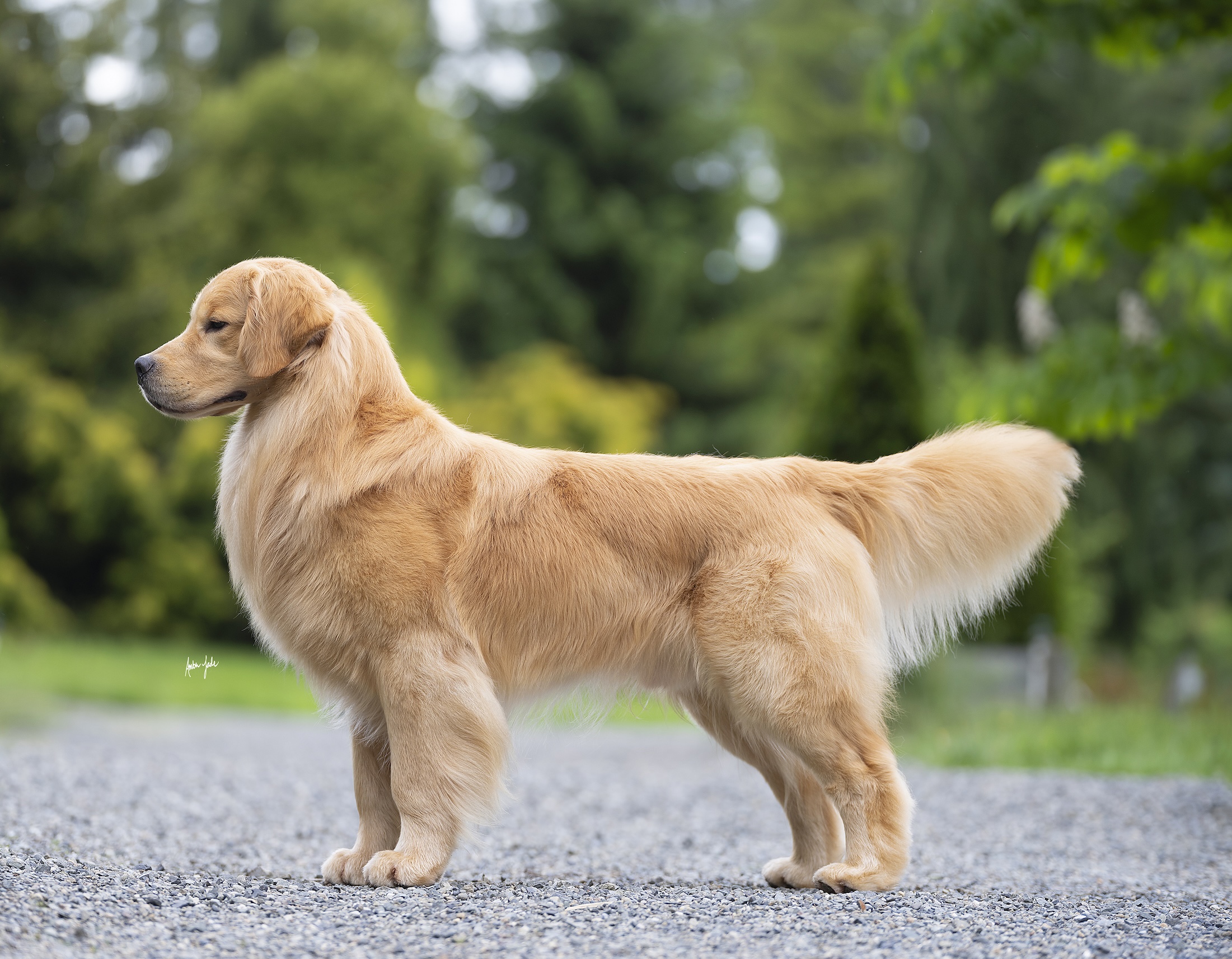 Dog picture