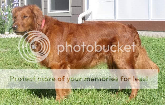 Dog picture