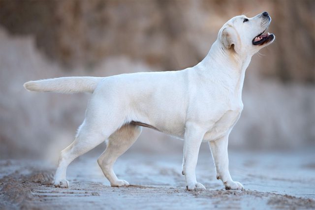 Dog picture