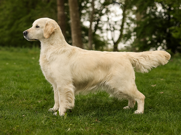 Dog picture