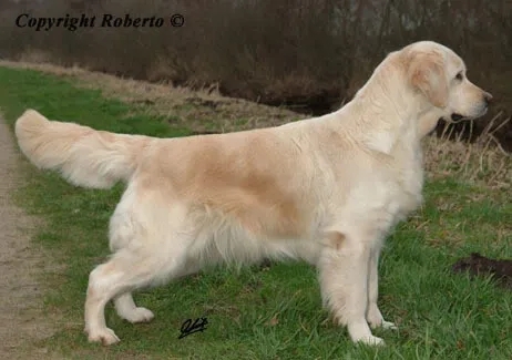 Dog picture