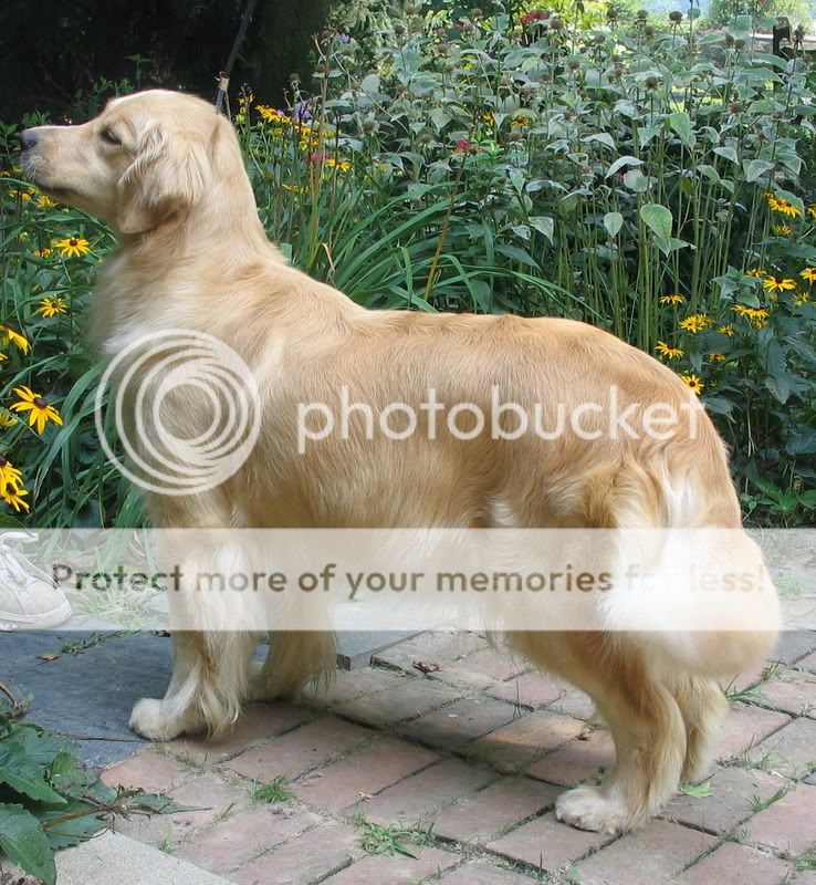 Dog picture