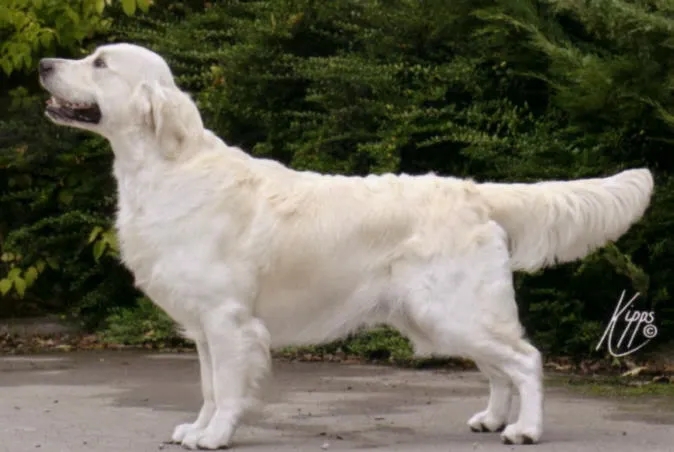 Dog picture