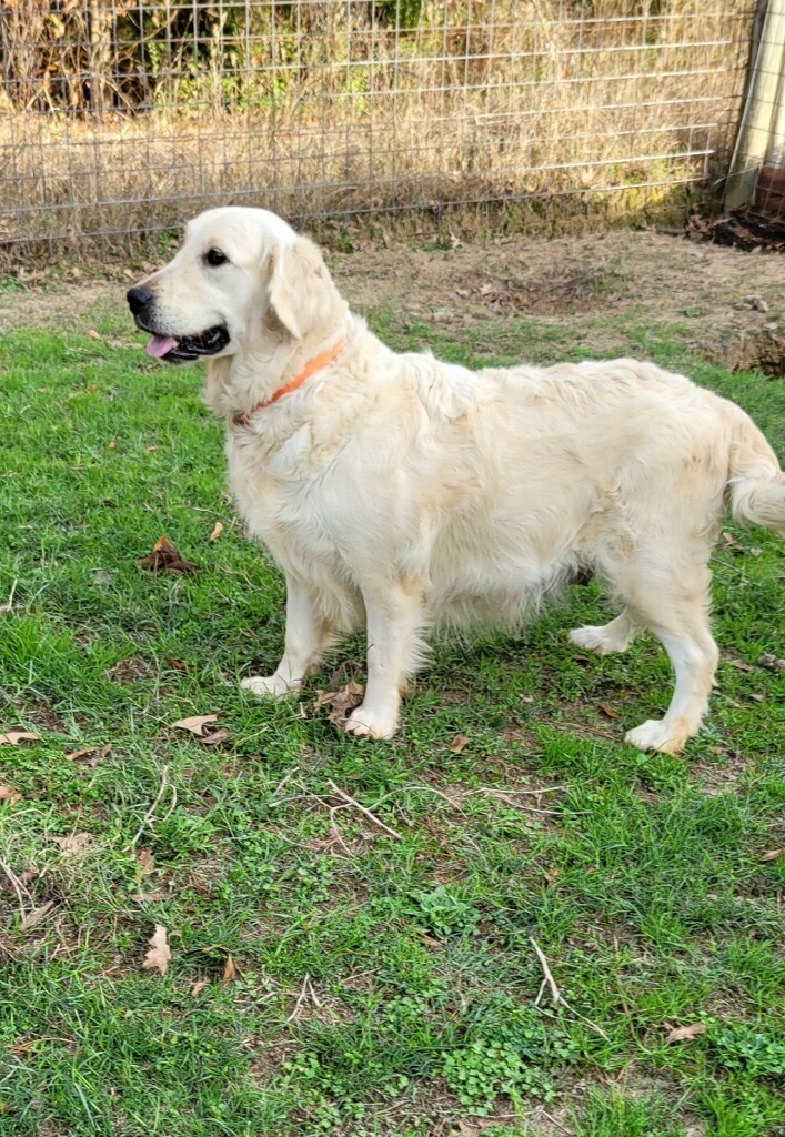 Dog picture