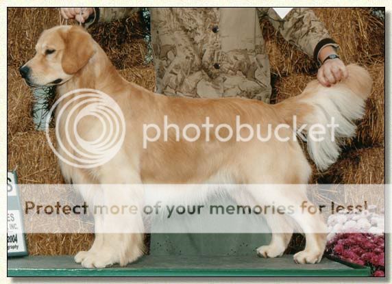 Dog picture