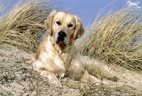 Dog picture