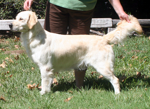 Dog picture