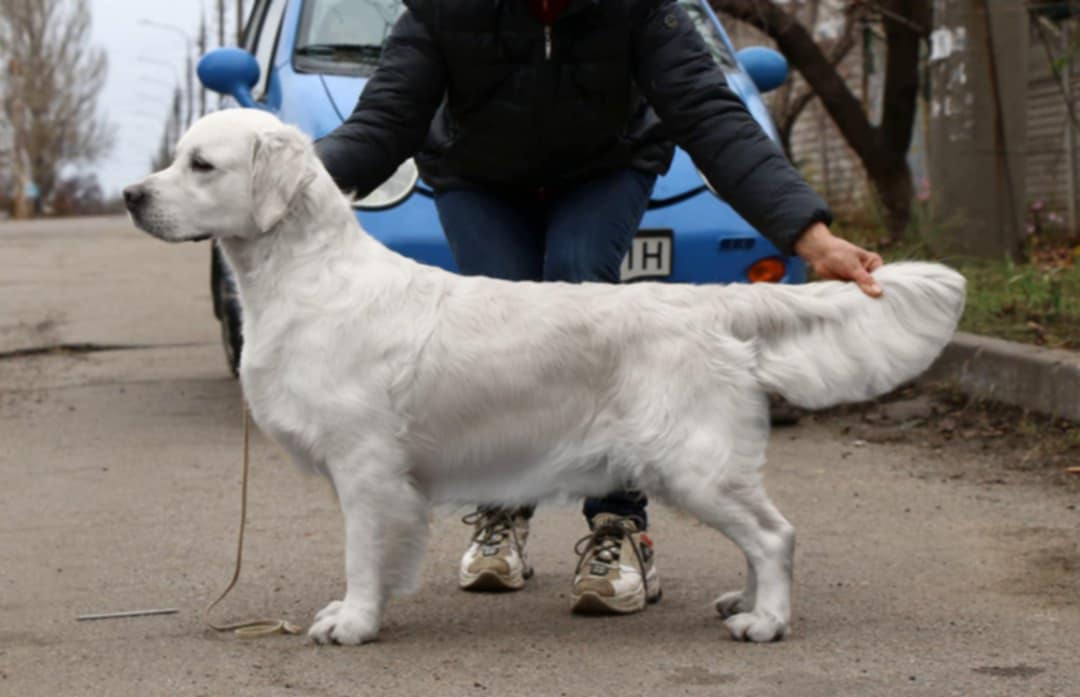 Dog picture