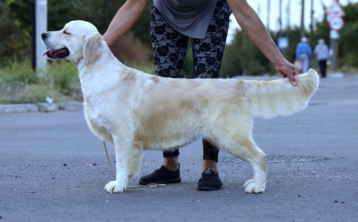 Dog picture