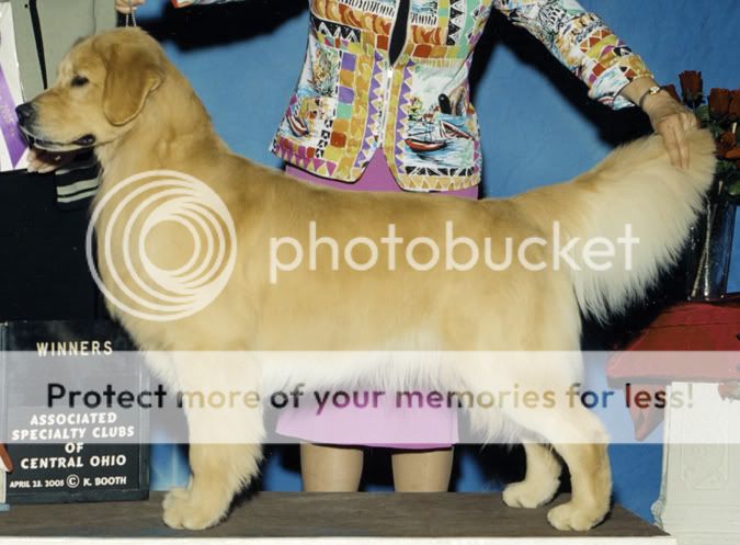 Dog picture
