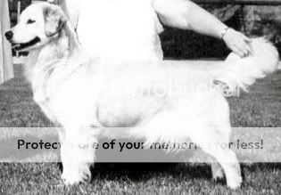Dog picture