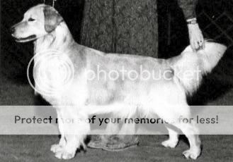 Dog picture