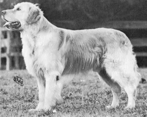 Dog picture