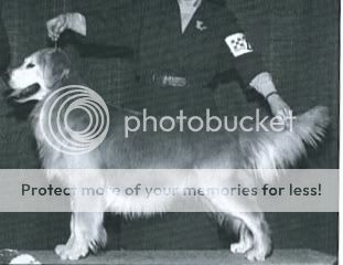 Dog picture