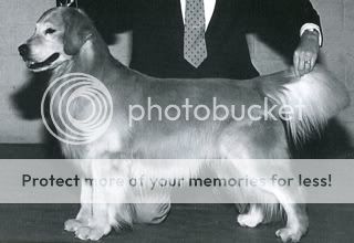 Dog picture