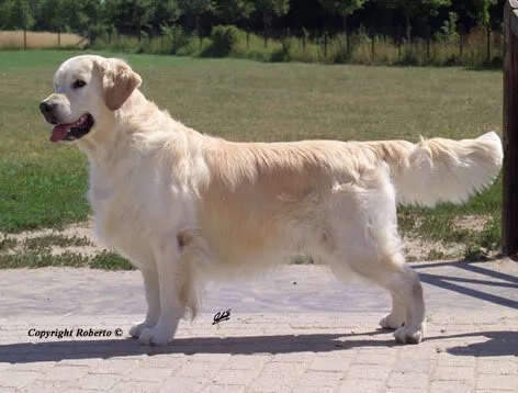 Dog picture