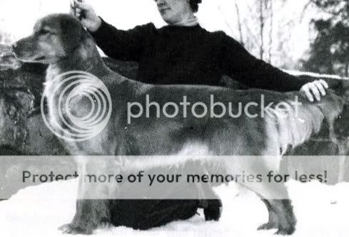 Dog picture