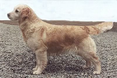 Dog picture
