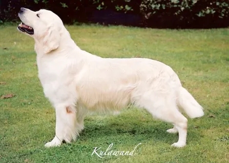 Dog picture