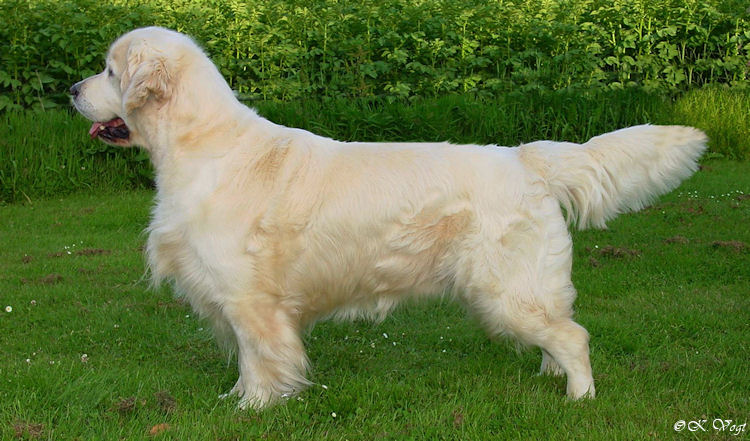 Dog picture