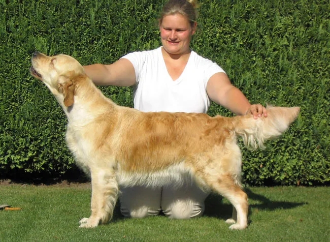 Dog picture