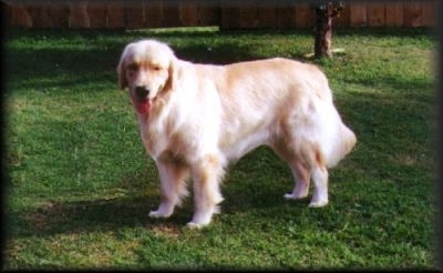 Dog picture