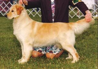 Dog picture
