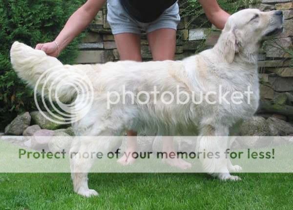 Dog picture