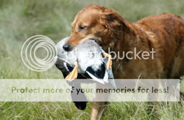 Dog picture