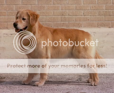 Dog picture