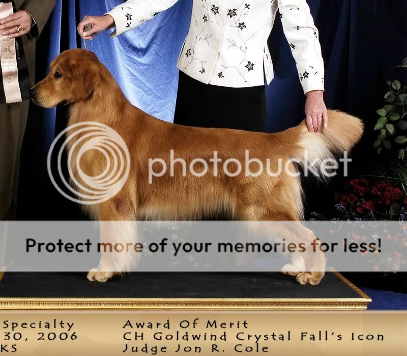 Dog picture