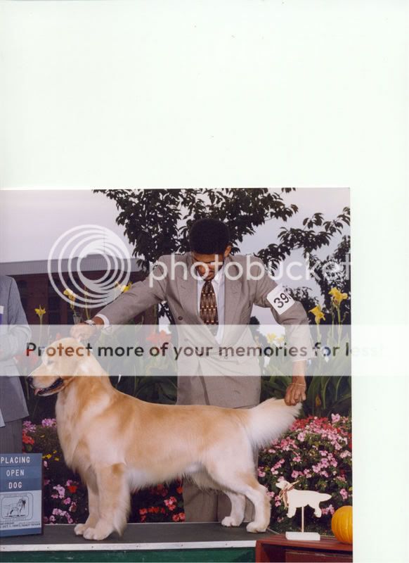 Dog picture