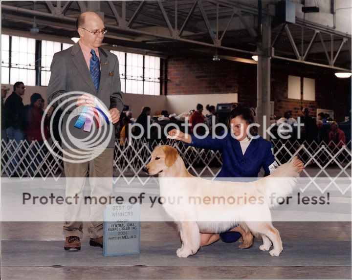 Dog picture