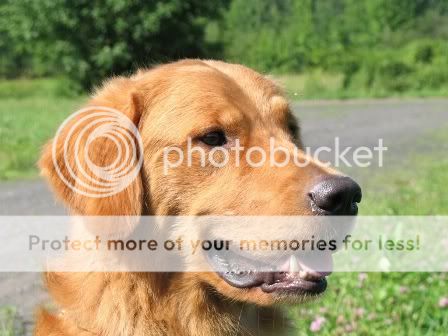 Dog picture