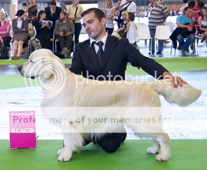 Dog picture