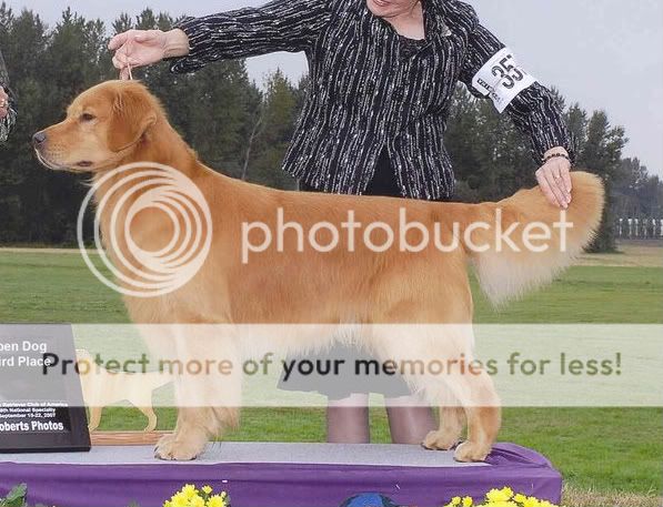 Dog picture