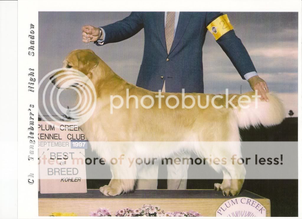 Dog picture