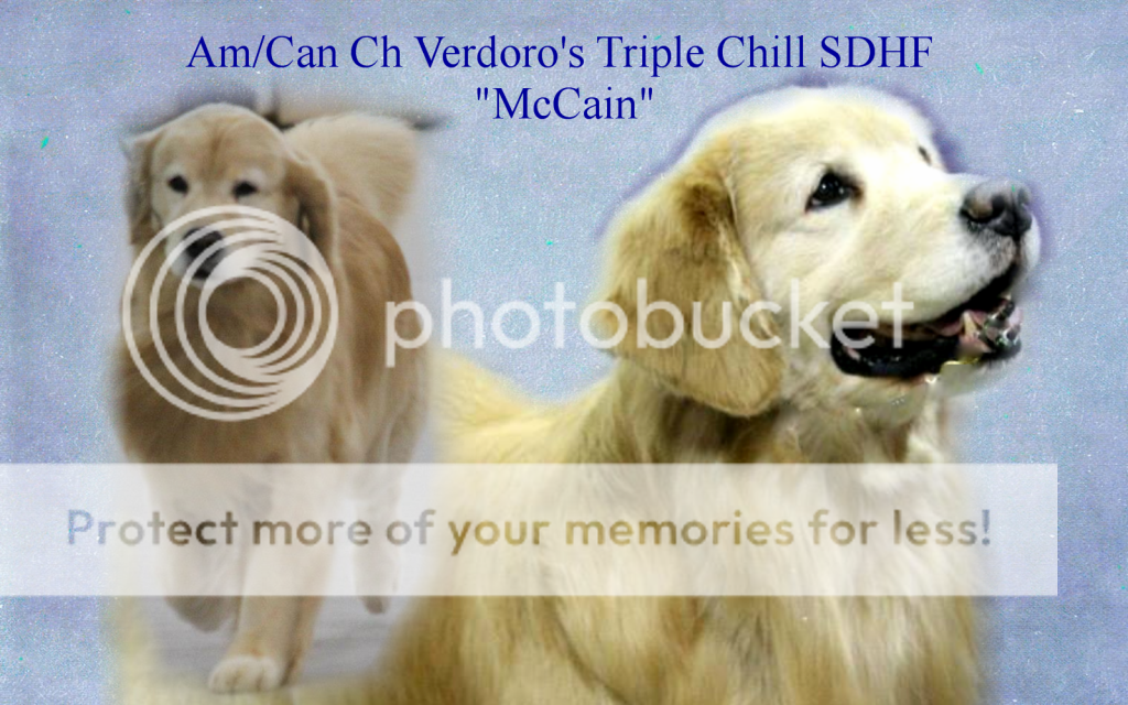 Dog picture